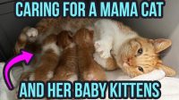 Full Link 3 Girl 1 kitten Video Full 3 Girl 1 Cat