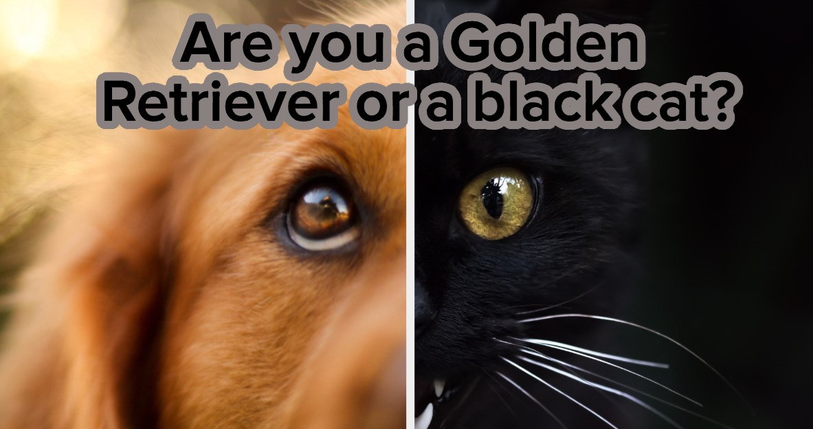 Full Link Golden Retriever Or Black Cat Quiz