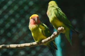 Cara merawat burung lovebird agar sehat