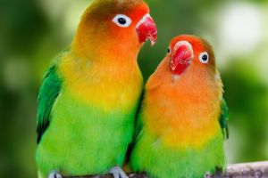 Cara merawat burung lovebird agar sehat