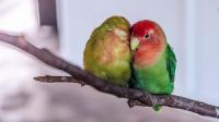 Lovebird burung gacor panjang cepat merawat agar ngekek