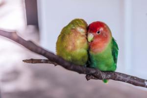 Lovebird burung gacor panjang cepat merawat agar ngekek